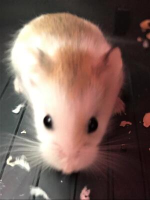 Jonas, Pflegestelle in 82061 Neuried bei München - männlich