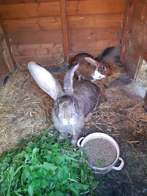 Josi und Sally, Deutsche Riesen grau - weiblich