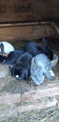 Junge Kaninchen 25 euro ca 3 monate alt, Zwergkaninchen und Japaner mix Jungtier - weiblich 1