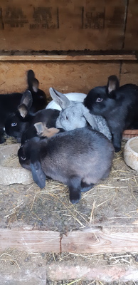 Junge Kaninchen 25 euro ca 3 monate alt, Zwergkaninchen und Japaner mix Jungtier - weiblich