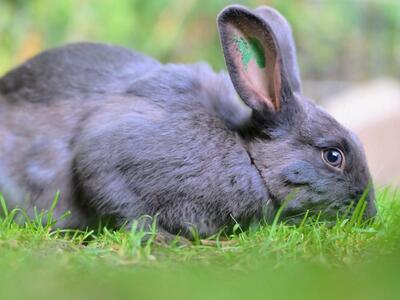Juno, Riesen-Mix-Kaninchen - männlich