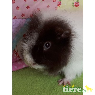 Käptain Borstel, Pflegestelle in 85586 Poing - männlich