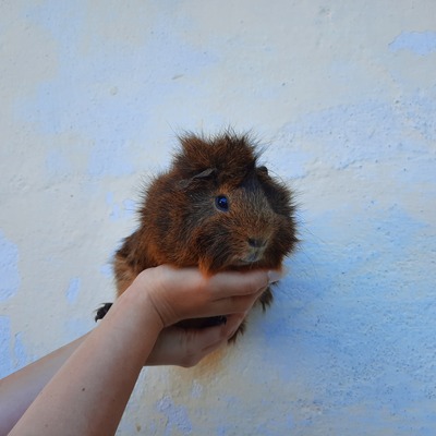 Kaleo, Rosette - männlich