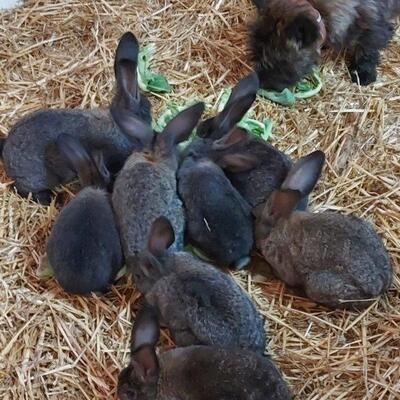 Kanichen, 6 Reinrassige Deutsche Riesen und 8 Mischlinge - unbekannt