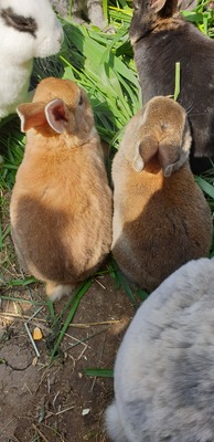 Kaninchen m/w Jungtier - männlich