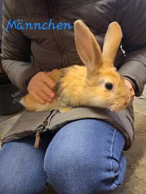 Kaninchen m/w Jungtier - unbekannt