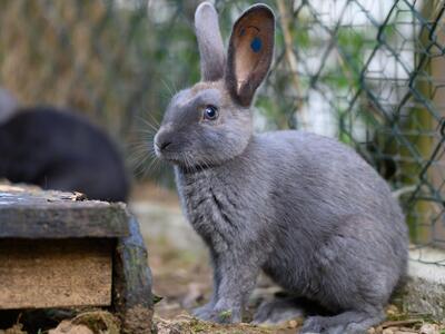 Kaninchenkinder, Groß-Kaninchen - männlich