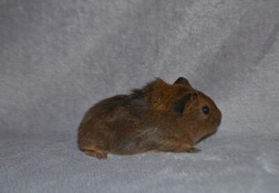 Karl, Glatthaar Jungtier - männlich