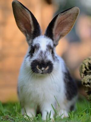 Karlchen, Riesen-Mix-Kaninchen - männlich