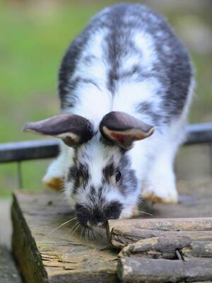 Karlchen, Riesen-Mix-Kaninchen - männlich