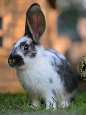 Karlchen, Riesen-Mix-Kaninchen - männlich