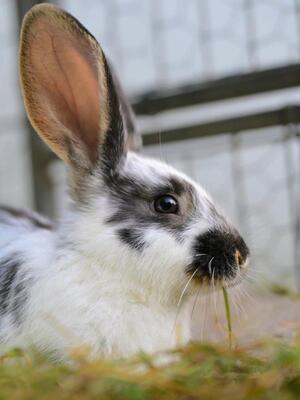 Karlchen, Riesen-Mix-Kaninchen - männlich