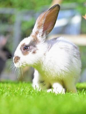 Kasimir, Riesen-Mix-Kaninchen - männlich
