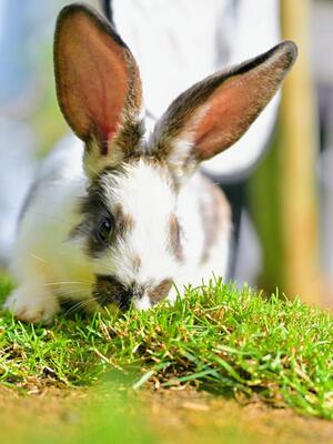 Kasimir, Riesen-Mix-Kaninchen - männlich