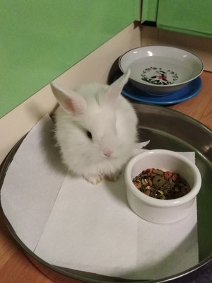 Katharina, Hermelin Jungtier - unbekannt