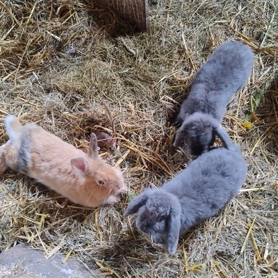 Keine Angabe, Mini Lop Jungtier - männlich