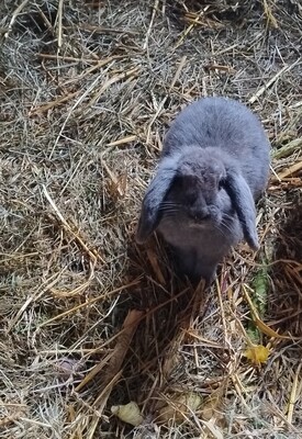 Keine Angabe, Mini Lop Jungtier - männlich