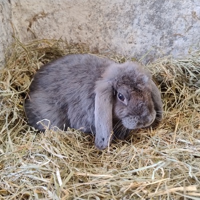 Keine Angabe, Mini Lop Jungtier - männlich