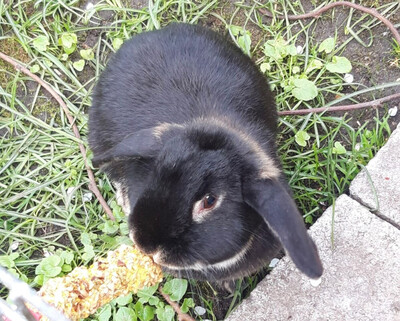 Kira, Zwergkaninchen - weiblich