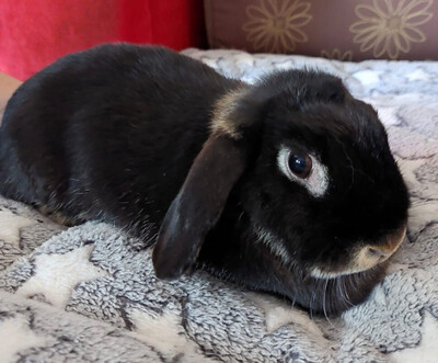 Kira, Zwergkaninchen - weiblich