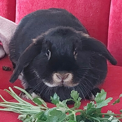 Kira, Zwergkaninchen - weiblich