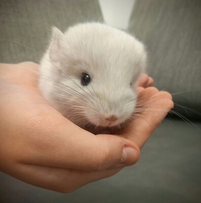 Kleinchinchilla Jungtier - weiblich