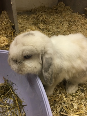 Knöpchen, Mini Lop - männlich