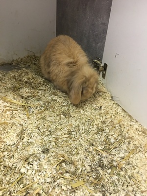 Knöpchen, Mini Lop - männlich