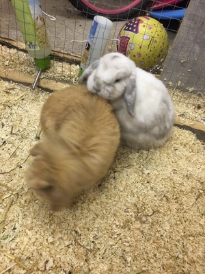 Knöpchen, Mini Lop - männlich