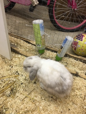 Knöpchen, Mini Lop - männlich