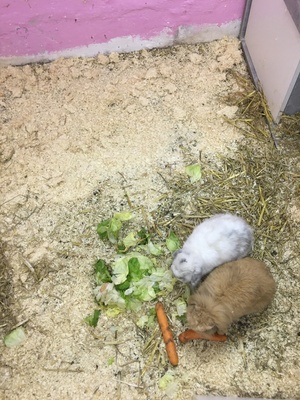 Knöpchen, Mini Lop - männlich