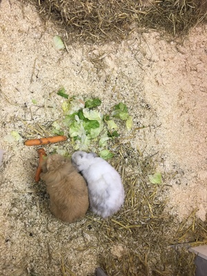 Knöpchen, Mini Lop - männlich