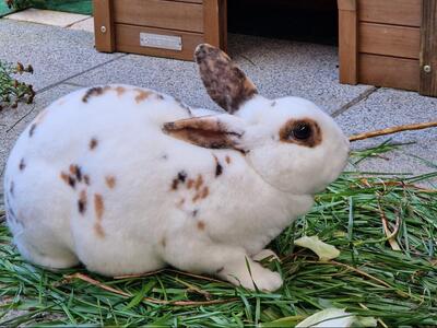 Konfetti, Kleinrexkaninchen - weiblich