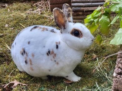Konfetti, Kleinrexkaninchen - weiblich