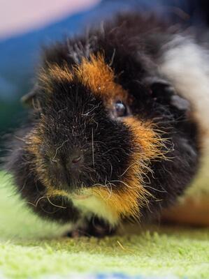 Korbinian, Pflegestelle in 85586 Poing - männlich