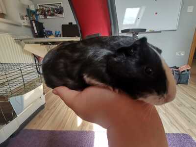 Krümel, Mischling Jungtier - männlich