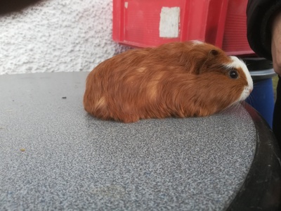 Kurz/Langhaar/Roseten/Texel Meerschweinchen. Jungtier - unbekannt