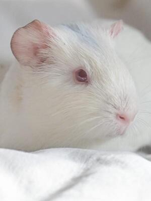 Lara, Glatthaar-Meerschweinchen - weiblich