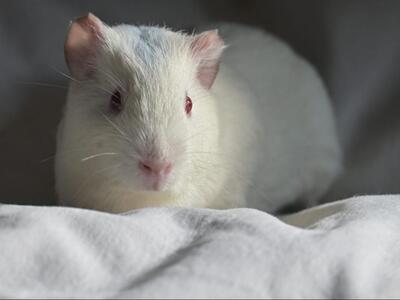 Lara, Glatthaar-Meerschweinchen - weiblich