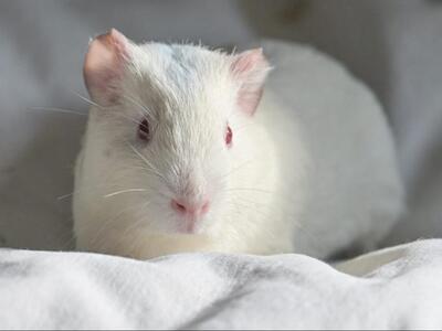 Lara, Glatthaar-Meerschweinchen - weiblich