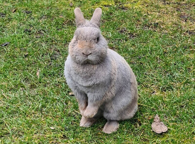 Lea, Zwergkaninchen - weiblich