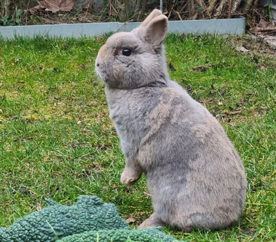 Lea, Zwergkaninchen - weiblich