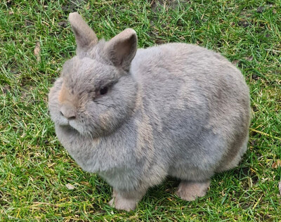 Lea, Zwergkaninchen - weiblich