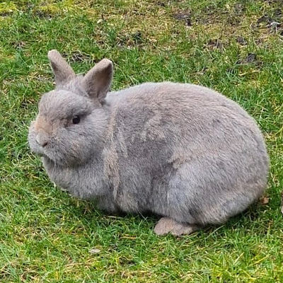 Lea, Zwergkaninchen - weiblich