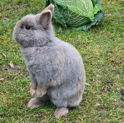 Lea, Zwergkaninchen - weiblich