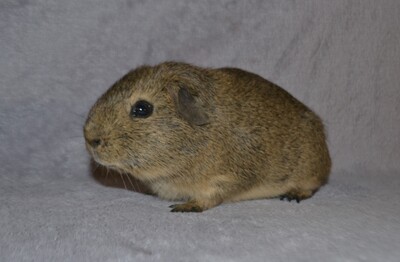 Lemon, Glatthaar - männlich