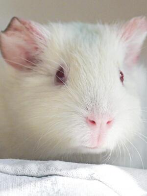 Leoni, Glatthaar-Meerschweinchen - weiblich