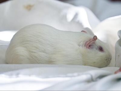 Leoni, Glatthaar-Meerschweinchen - weiblich