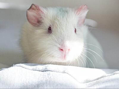 Leoni, Glatthaar-Meerschweinchen - weiblich