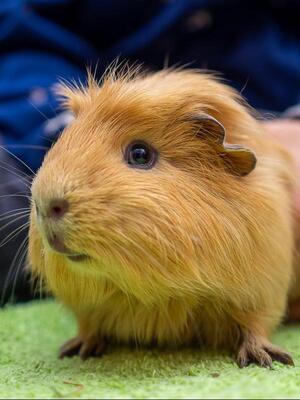 Leopold, - männlich